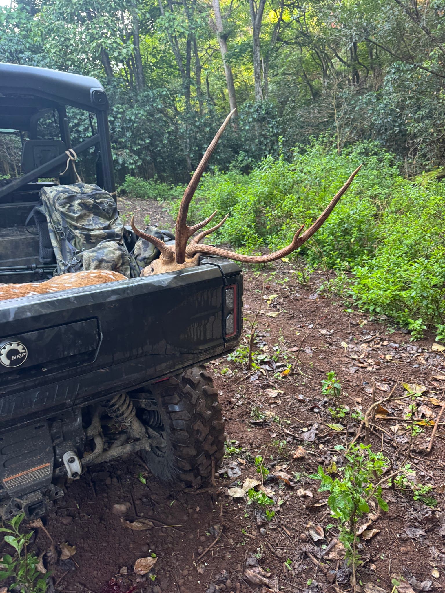 A heavy-antlered axis buck loaded in the bed of a utility vehicle on a forest track