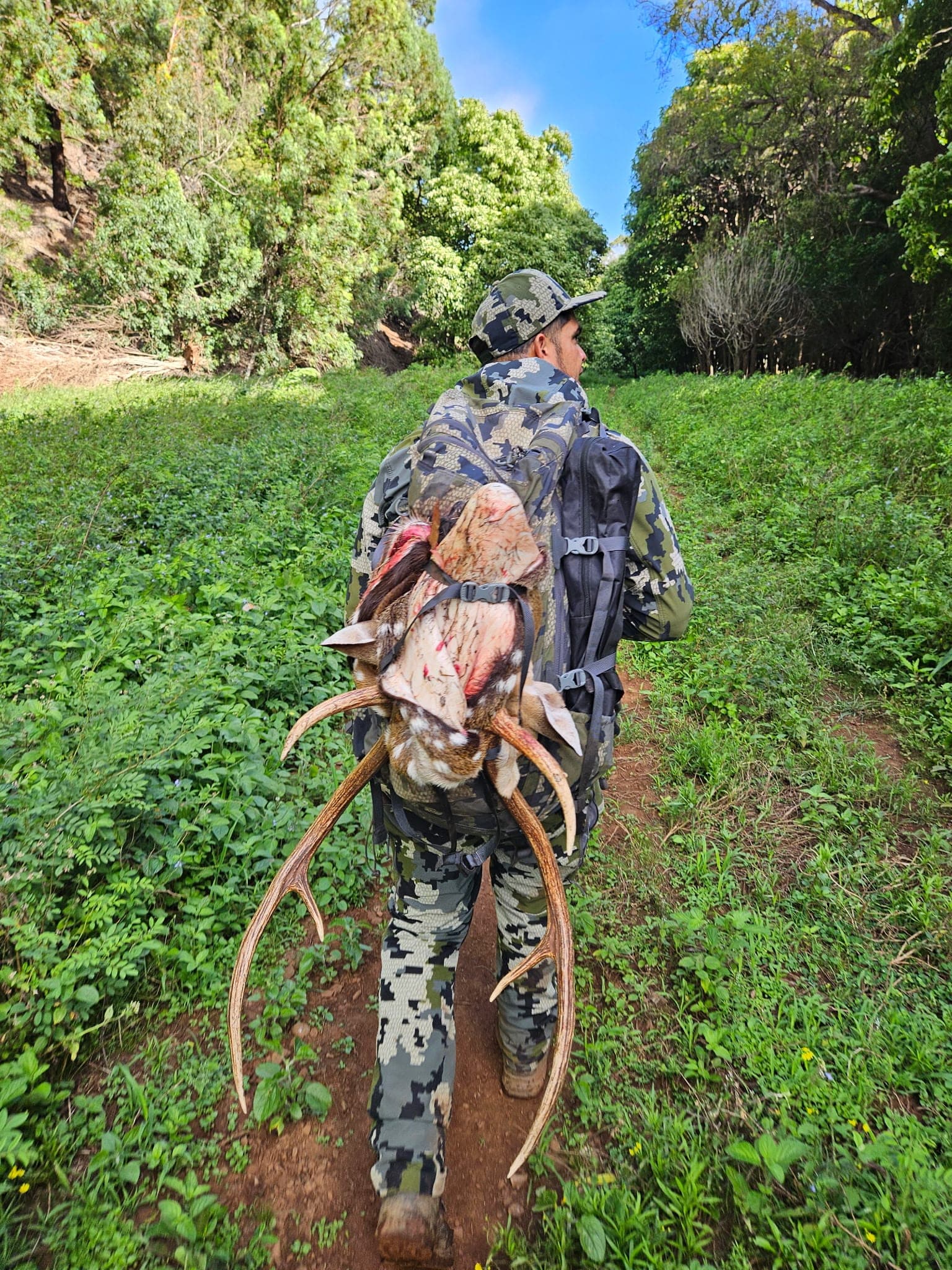 A hunter walks up a muddy green trail with a deboned axis deer and its antlers strapped to his pack