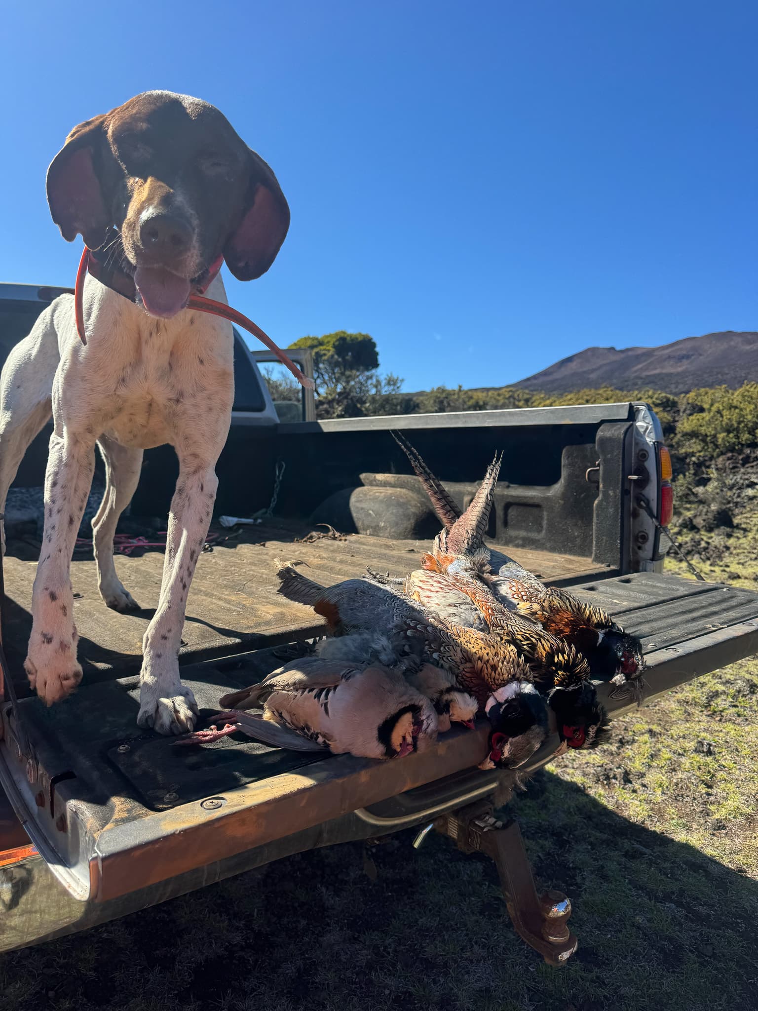 A German shorthaired pointer stands on a truck tailgate beside a morning's pheasants, with volcanic slopes behind
